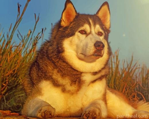 Dog Husky Glance Animal Painting By Numbers Kits