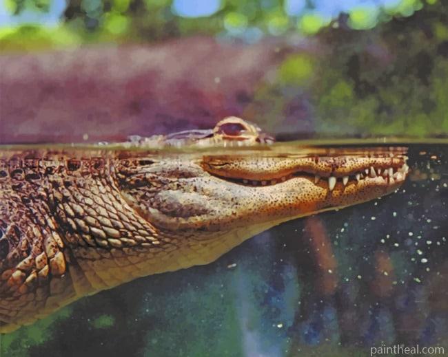 Alligator In The Water Painting By Numbers Kits