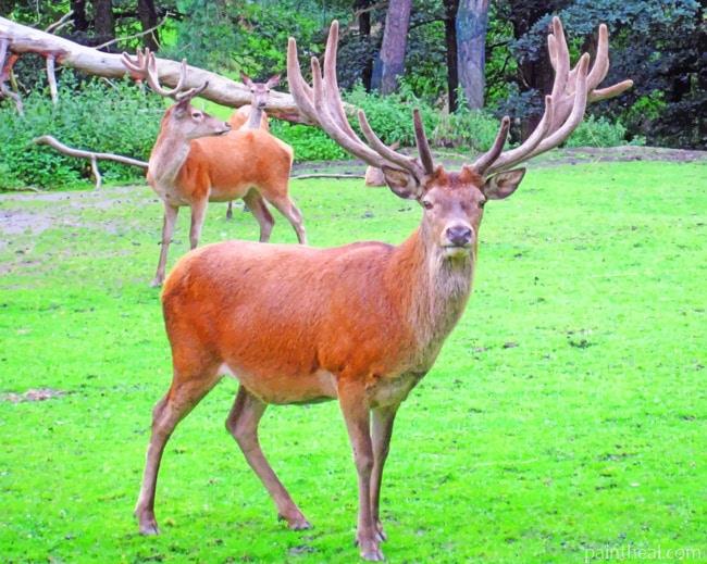 Horn Deer Painting By Numbers Kits
