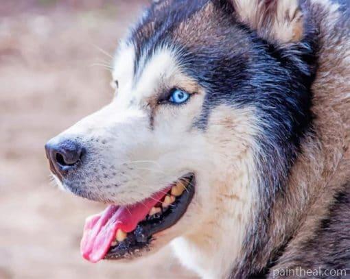 Blue Eyed Husky – 5D Diamond Painting Painting By Numbers Kits