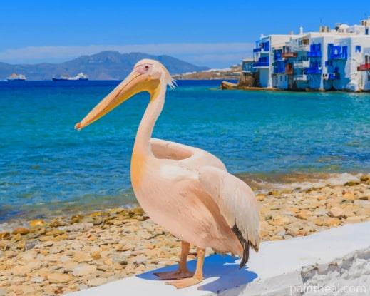Petros The Pelican Painting By Numbers Kits