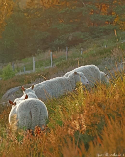 Sheep In The Field Painting By Numbers Kits