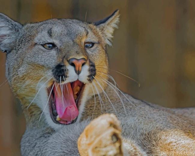 Brown Yawning Cougar Painting By Numbers Kits