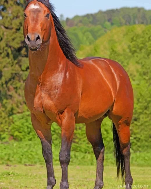 Quarter Brown Horse Painting By Numbers Kits