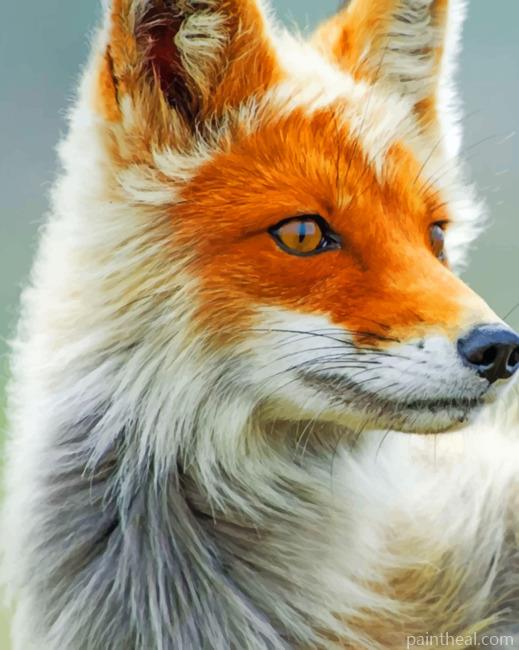 Fox Portrait Painting By Numbers Kits