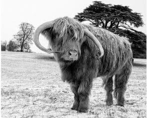 Zimal Highland Cow Painting By Numbers Kits