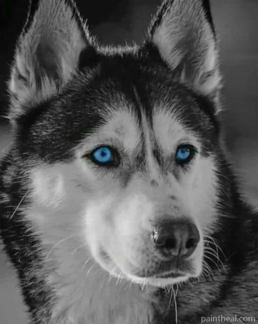 Sebirian Husky In The Snow – 5D Diamond Painting Painting By Numbers Kits