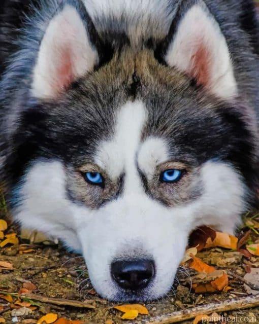Close Up Husky – 5D Diamond Painting Painting By Numbers Kits