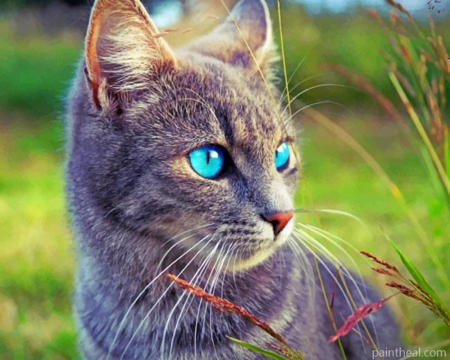 Domestic Gray Kitten Painting By Numbers Kits