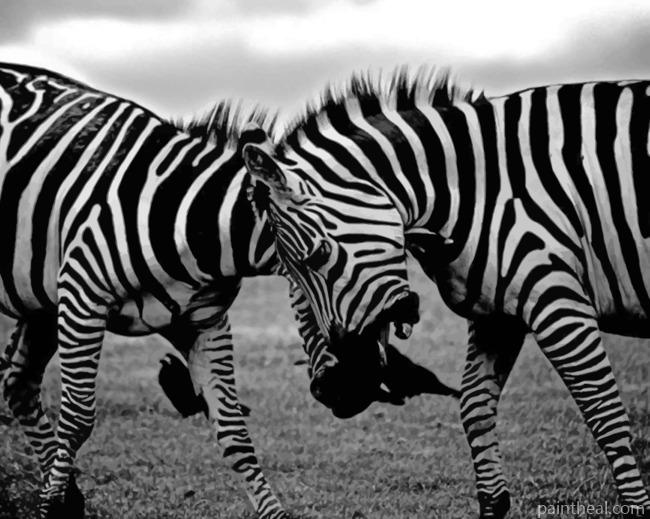 Two Zebras Clash Painting By Numbers Kits