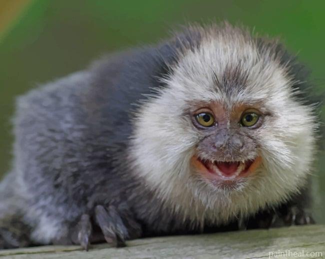 Marmoset Monkey Animal Painting By Numbers Kits