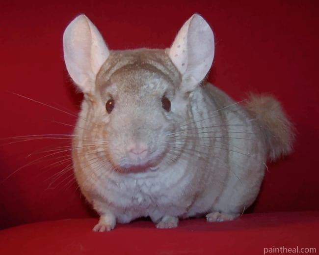 Brown Chinchilla Animal Painting By Numbers Kits