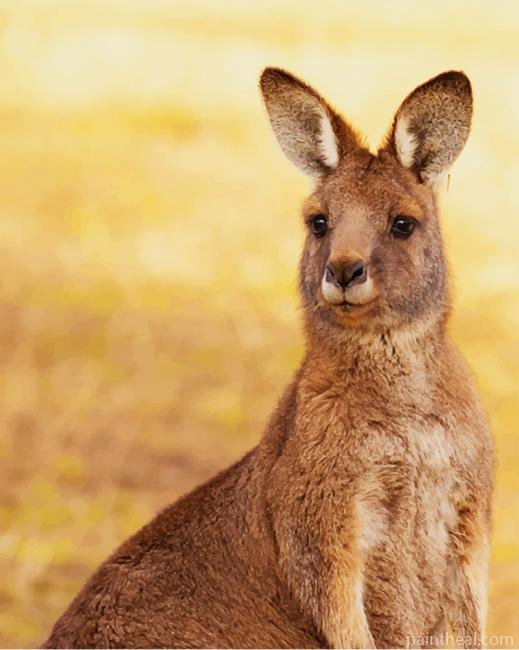 Kangaroo Marsupial Mammal Painting By Numbers Kits