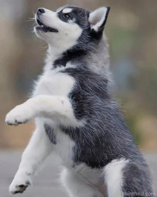 Baby Siberian Husky – 5D Diamond Painting Painting By Numbers Kits