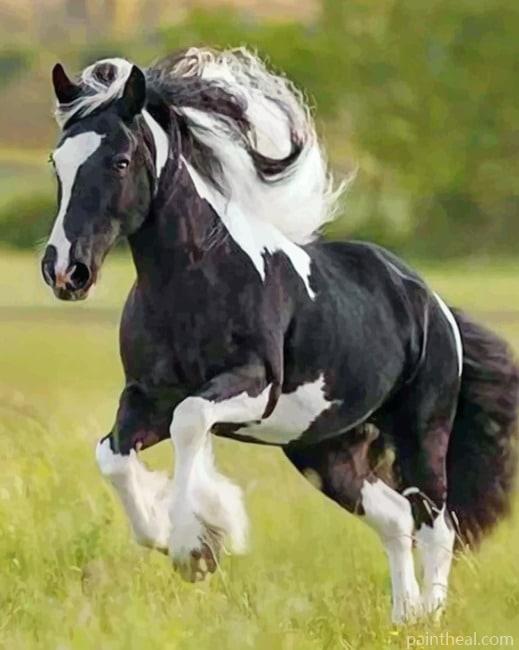 Black And White Horse Running Painting By Numbers Kits