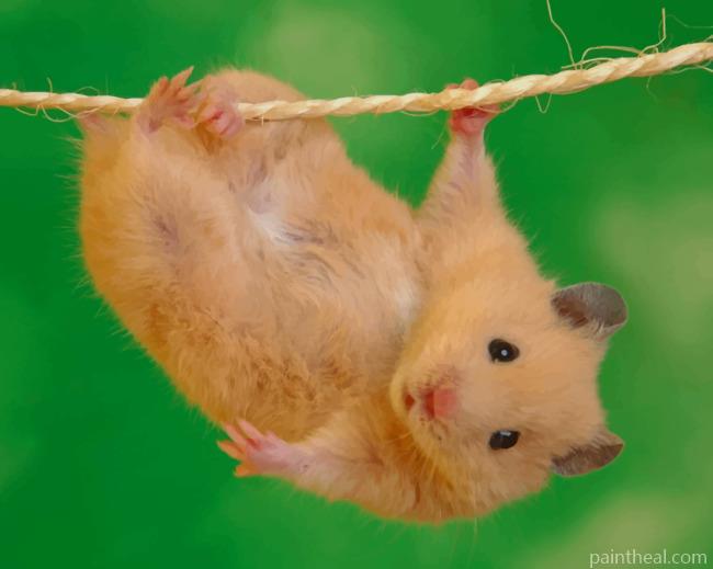 Hamster Doing Stunts Painting By Numbers Kits