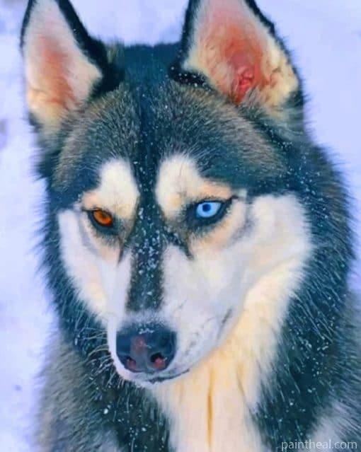 Heterochromia Husky – 5D Diamond Painting Painting By Numbers Kits