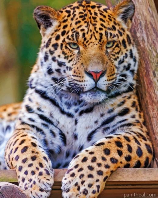 Jaguar In Jungle Painting By Numbers Kits
