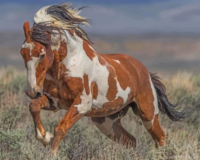 Brown And White Horse Running Painting By Numbers Kits