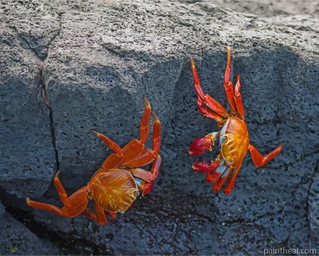 Red Crabs On Rocks Painting By Numbers Kits