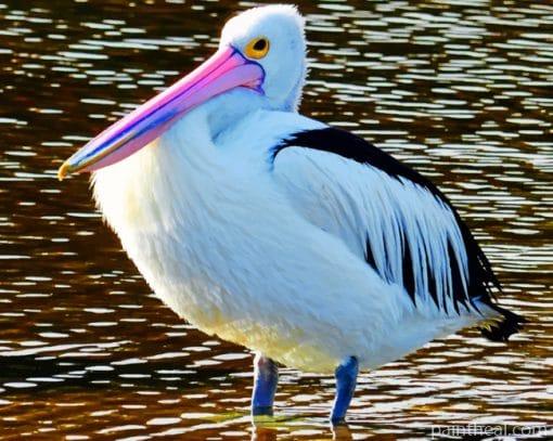 Pelican Bird In Water Painting By Numbers Kits