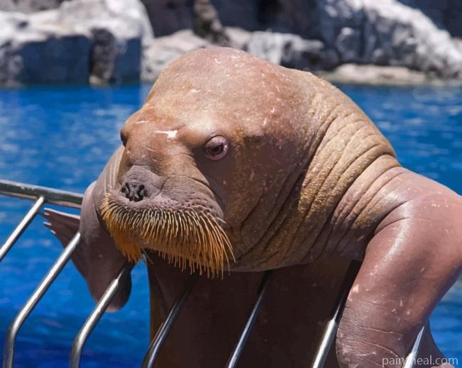 Old Walrus In Zoo Painting By Numbers Kits