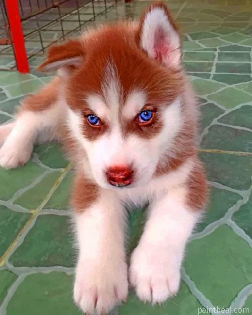 Brown Puppy Husky – 5D Diamond Painting Painting By Numbers Kits