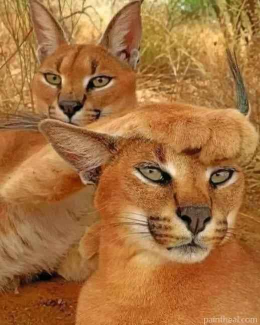 Funny Caracal Cats Painting By Numbers Kits