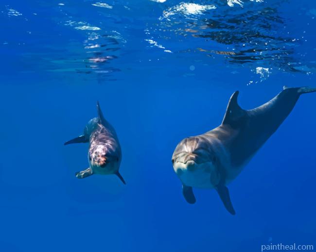 Two Dolphins In Ocean Painting By Numbers Kits