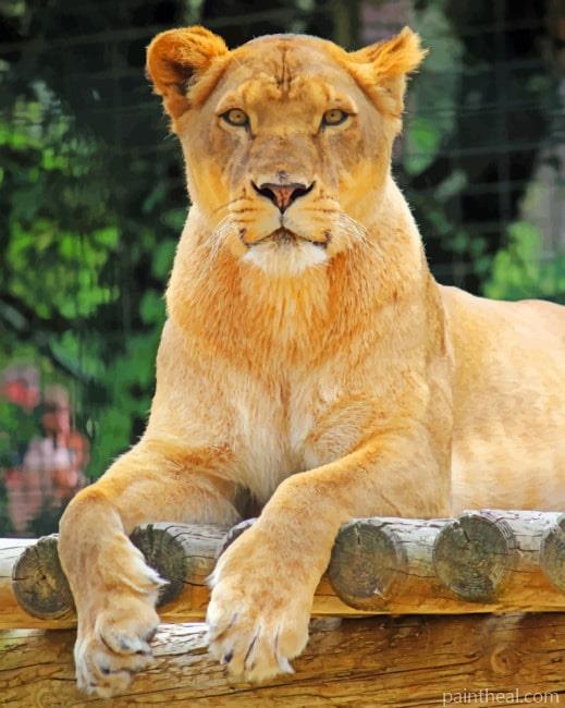 African Female Lion Painting By Numbers Kits