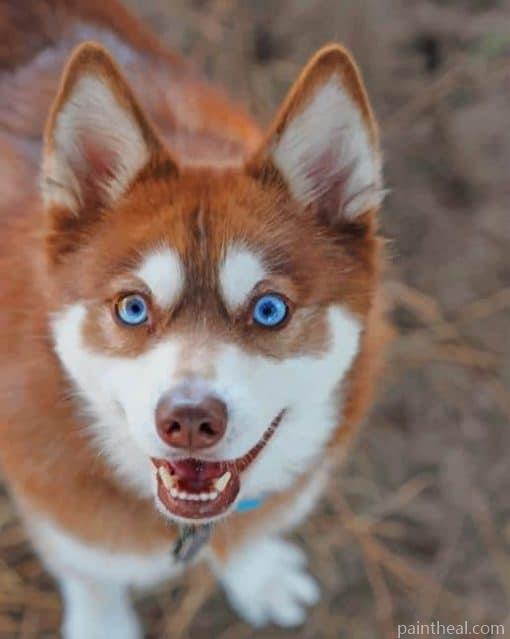 Alaskan Klee Kai – 5D Diamond Painting Painting By Numbers Kits