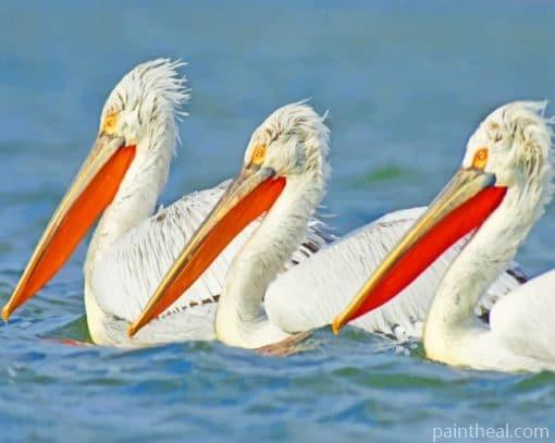 White Pelicans Bird Painting By Numbers Kits