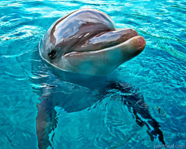 Dolphin Mammal Painting By Numbers Kits
