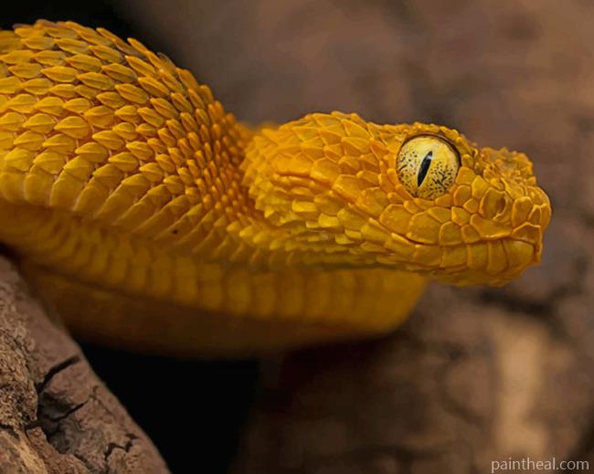 Bush Viper Painting By Numbers Kits