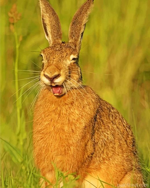 Smiling Rabbit Painting By Numbers Kits