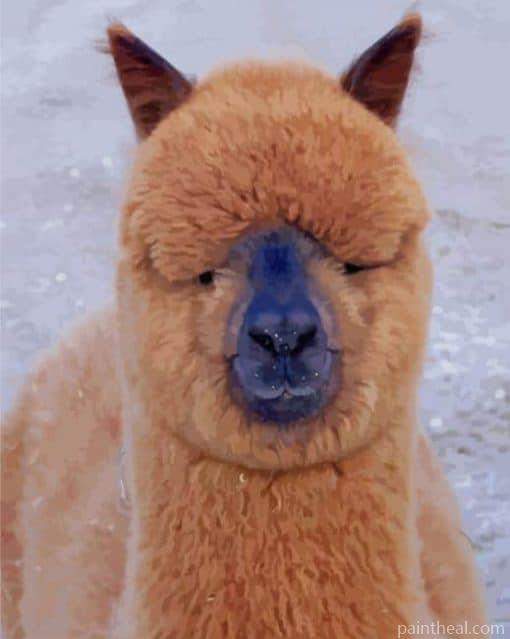 Huacaya Alpaca Breed Painting By Numbers Kits