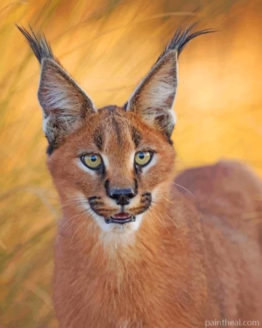 Caracal Cat stare Painting By Numbers Kits