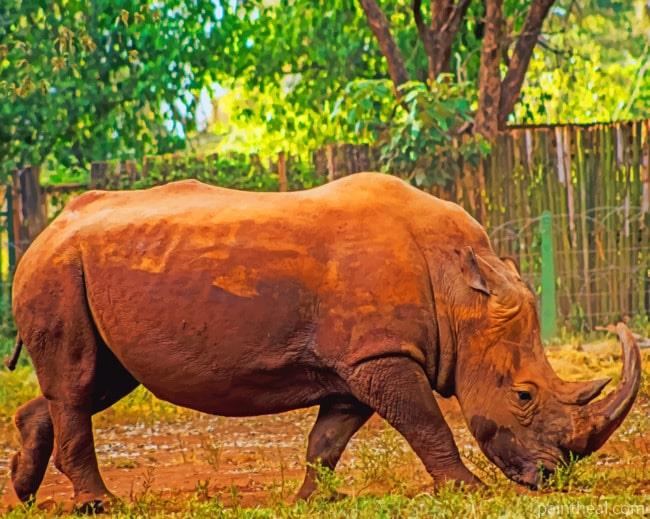 African Rhinoceros Painting By Numbers Kits