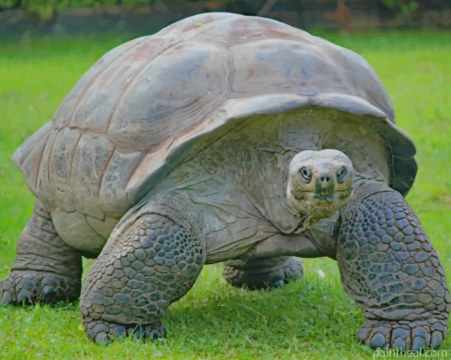 Old Big Turtle On Green Grass Painting By Numbers Kits