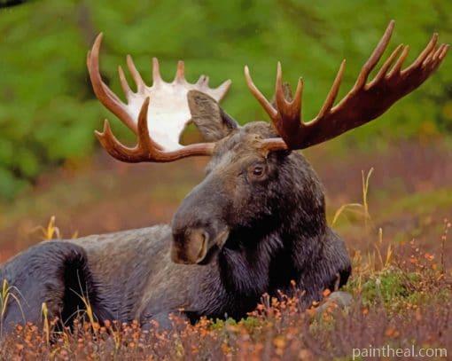Moose With Big Horns Sitting Painting By Numbers Kits