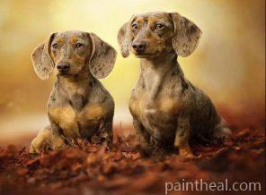 Two Dachshund Puppies Painting By Numbers Kits