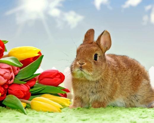 Bunny With Flowers Painting By Numbers Kits