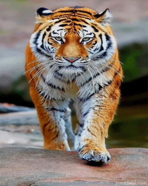 Tiger Walking Painting By Numbers Kits