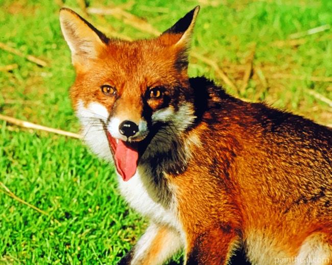 Australian Red Fox Painting By Numbers Kits
