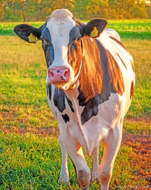 Lone Cow Painting By Numbers Kits