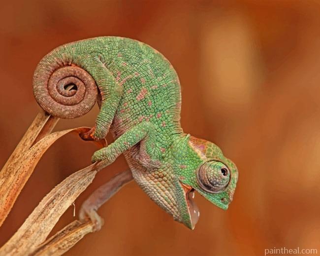 Chameleon Species Macro Painting By Numbers Kits