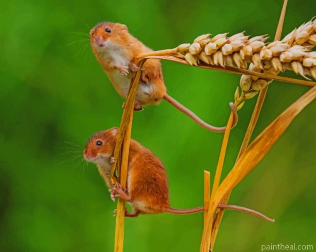 Grain Mouse Painting By Numbers Kits