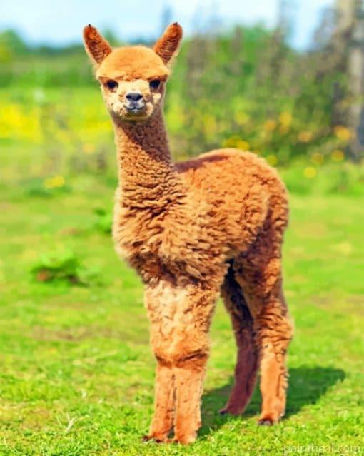 Alpaca Baby Painting By Numbers Kits