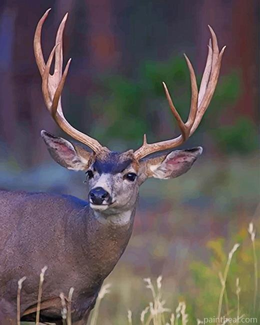 Mule Deer Animal Painting By Numbers Kits