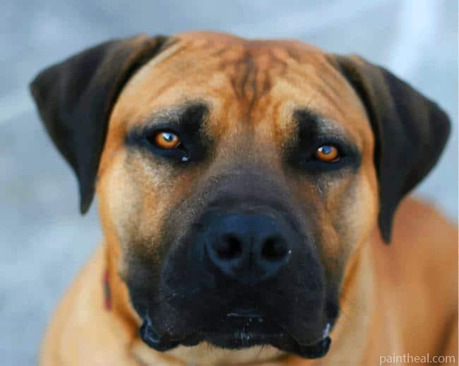 Brown Dog Black Mouth Painting By Numbers Kits
